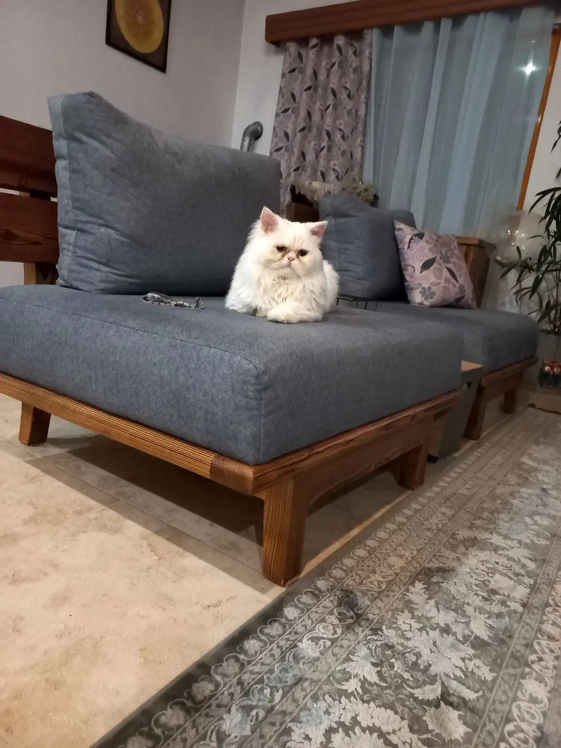 گربه نر جهت جفتگیری|گربه|نوشهر, |دیوار