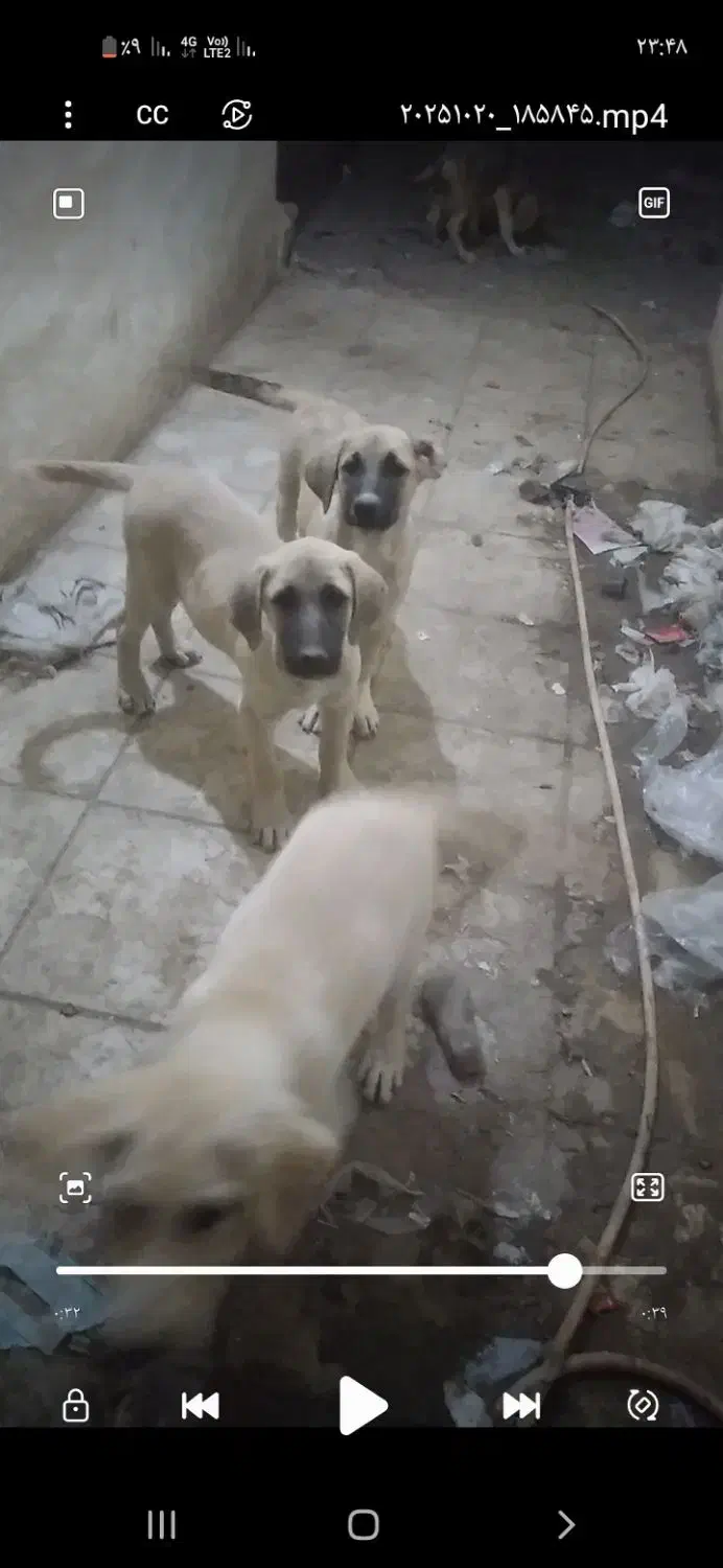 واگذاری توله های سرابی اصل|سگ|عجب شیر, |دیوار