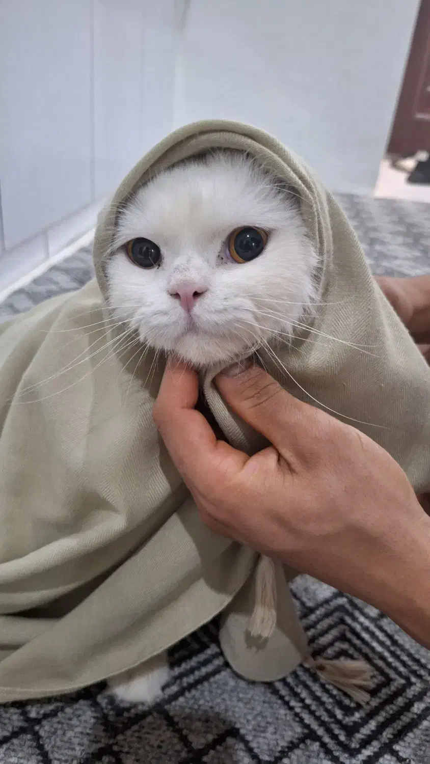 گربه پرشین|گربه|محمدیه-قزوین, |دیوار