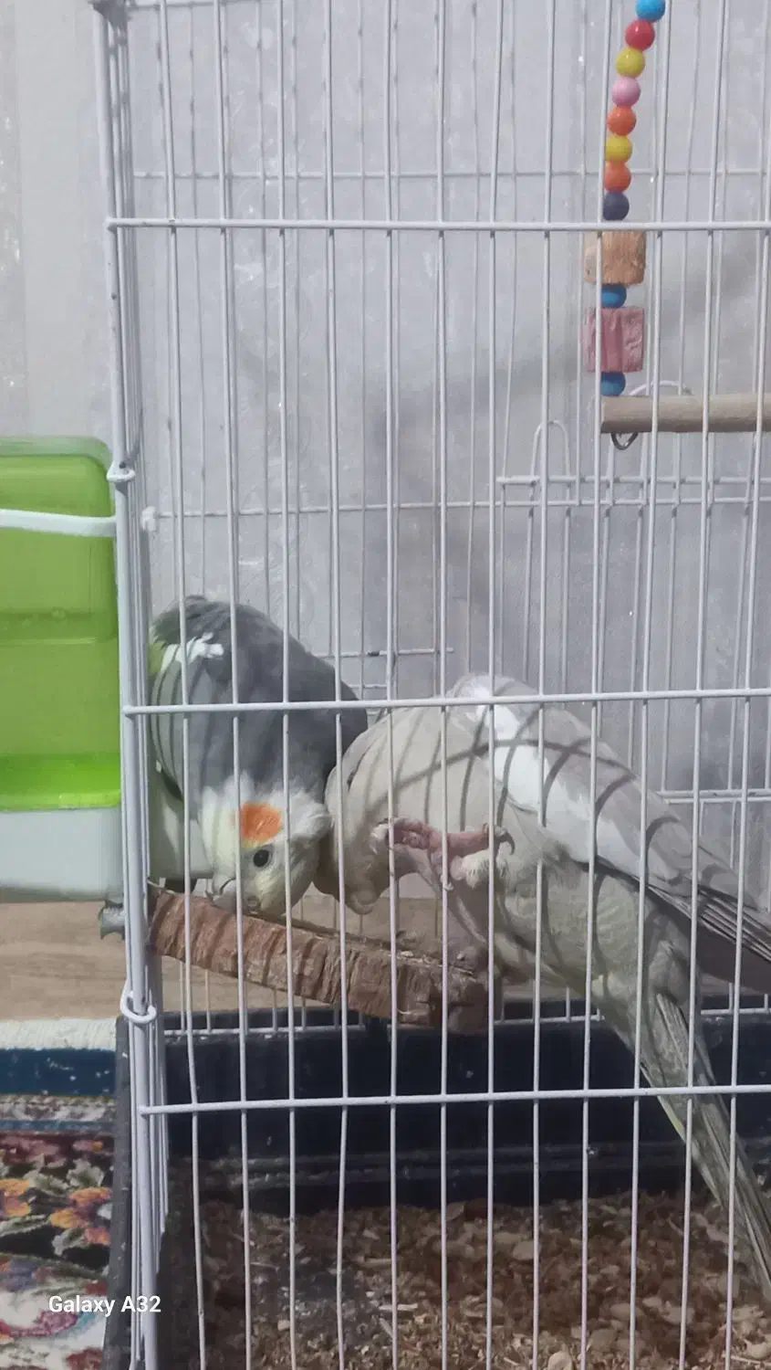 جفت عروس هلندی|پرنده|چترود, |دیوار