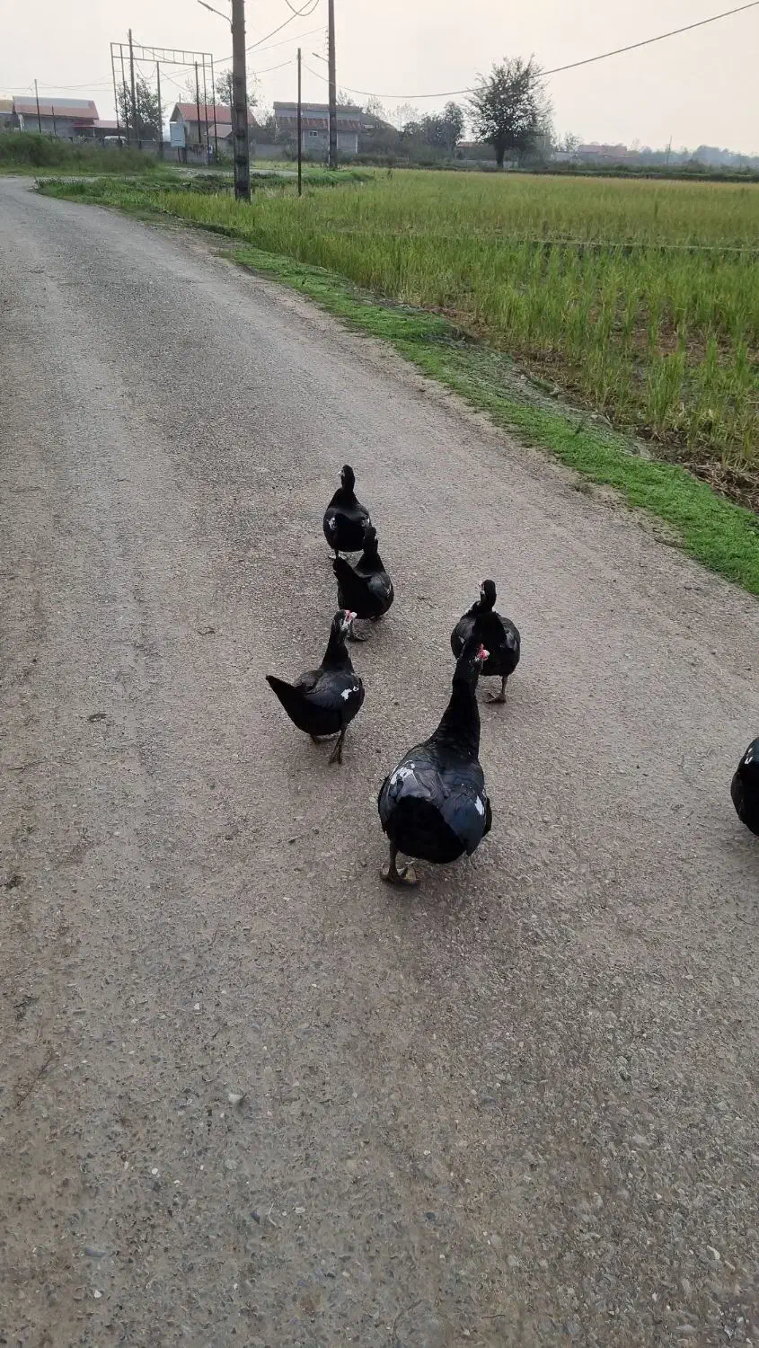 اردک اسرائلی|حیوانات مزرعه|املش, |دیوار