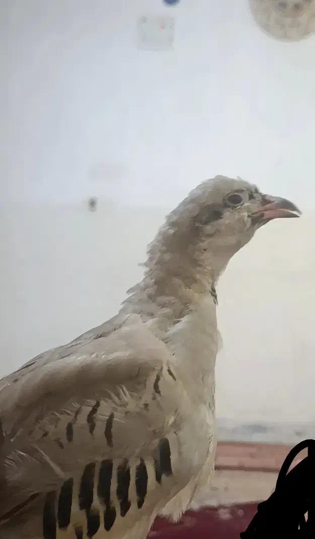 پرنده بلدرچین|حیوانات|مسجد سلیمان, |دیوار