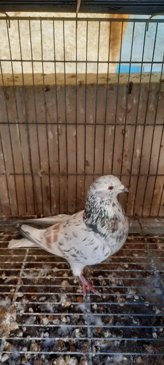 سلام کفتر به شرط پرش|کلکسیون و سرگرمی|تهران, شهرک رضویه|دیوار