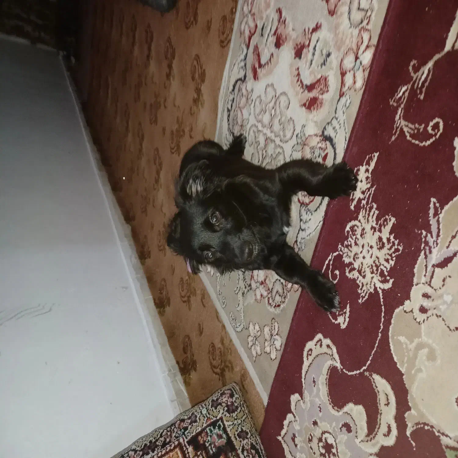 سگ مشکی پا کوتا|سگ|مشهد, کوی سیدی|دیوار