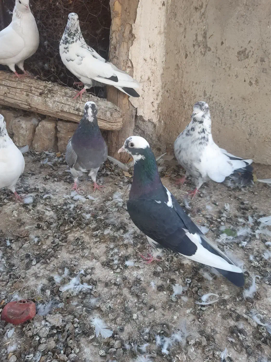 کبوتر غریب گیری|پرنده|ساوه, |دیوار