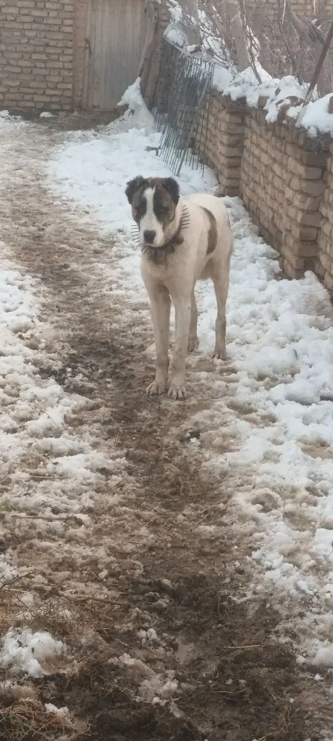 سگی|سگ|زاوه, |دیوار