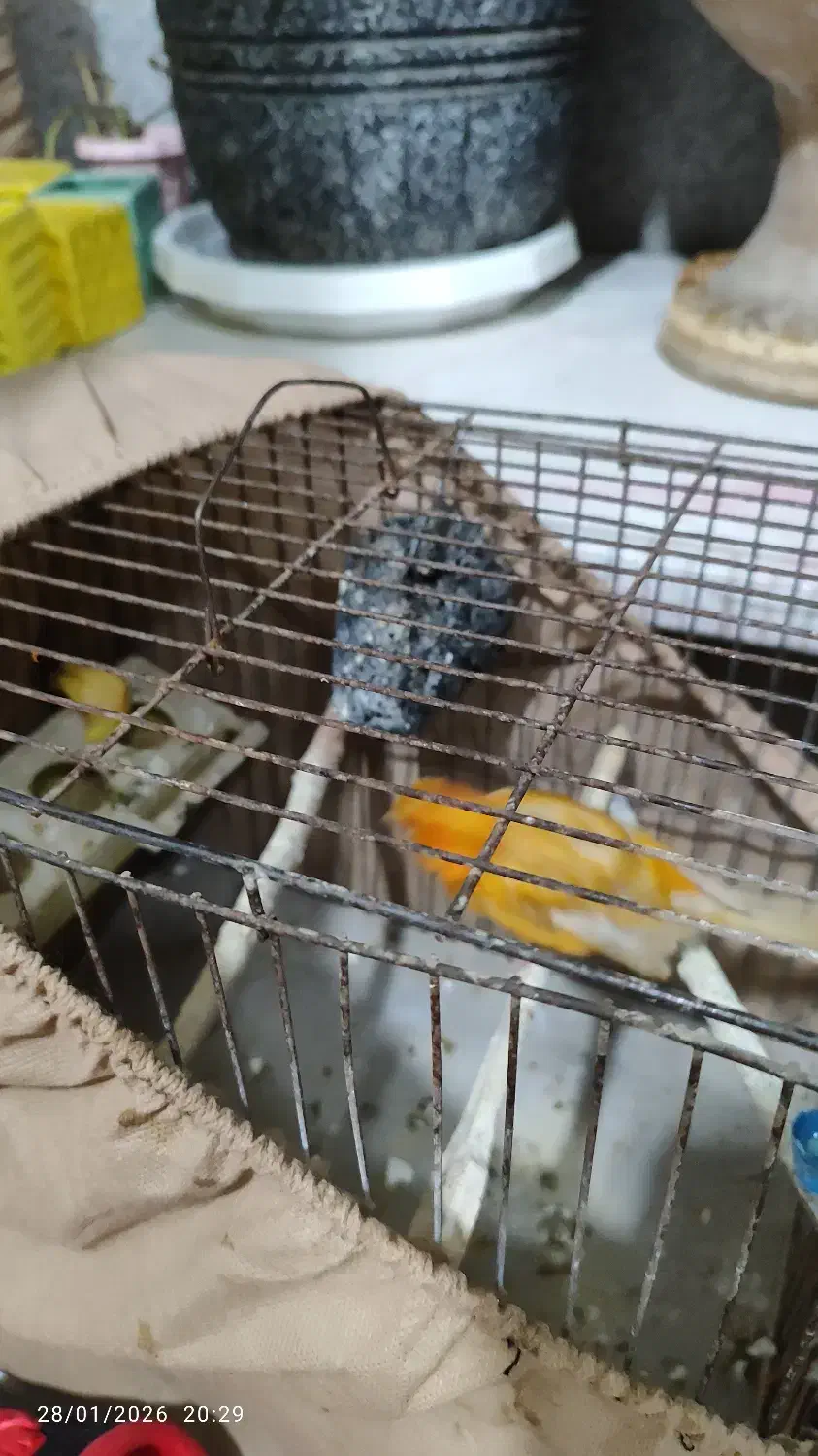 قناری ماده سرخ|پرنده|بومهن, |دیوار