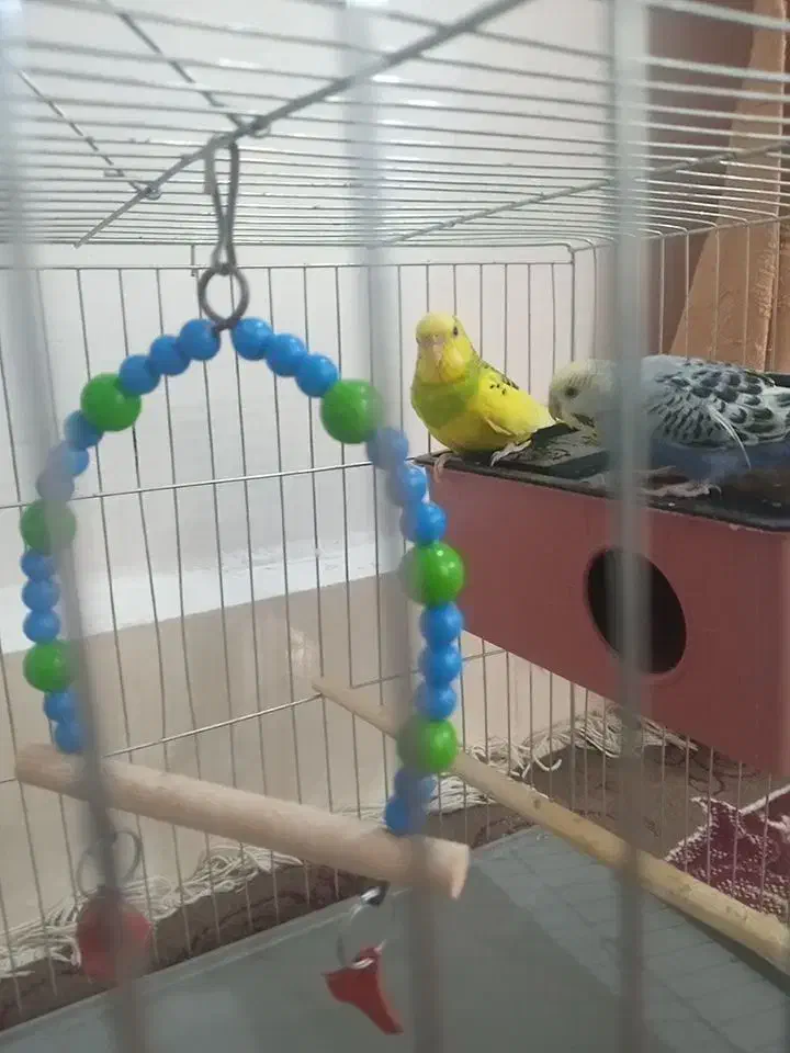 دوتا مرغ عشق سرحال|پرنده|اهواز, کوی ابوالفضل|دیوار