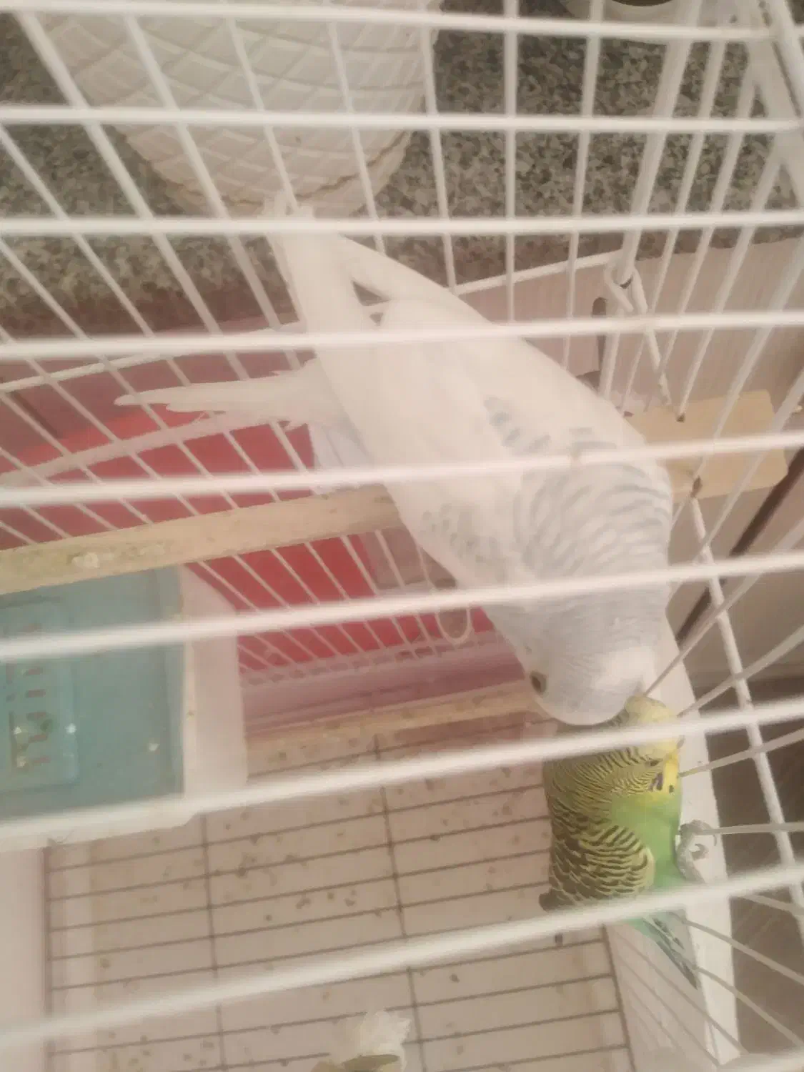 مرغ عشق نر|پرنده|شیروان (خراسان), |دیوار