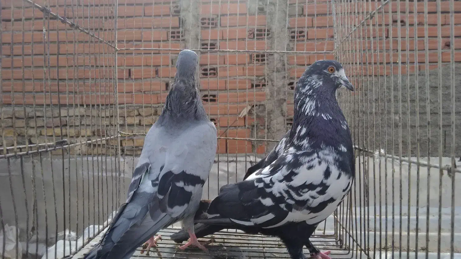 تعدادی کبوتر تهرانی یجا|پرنده|بومهن, |دیوار