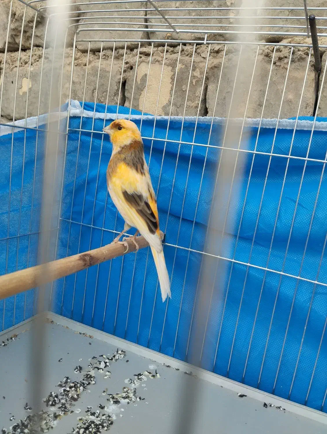 قناری ابلغ|پرنده|برخوار, |دیوار