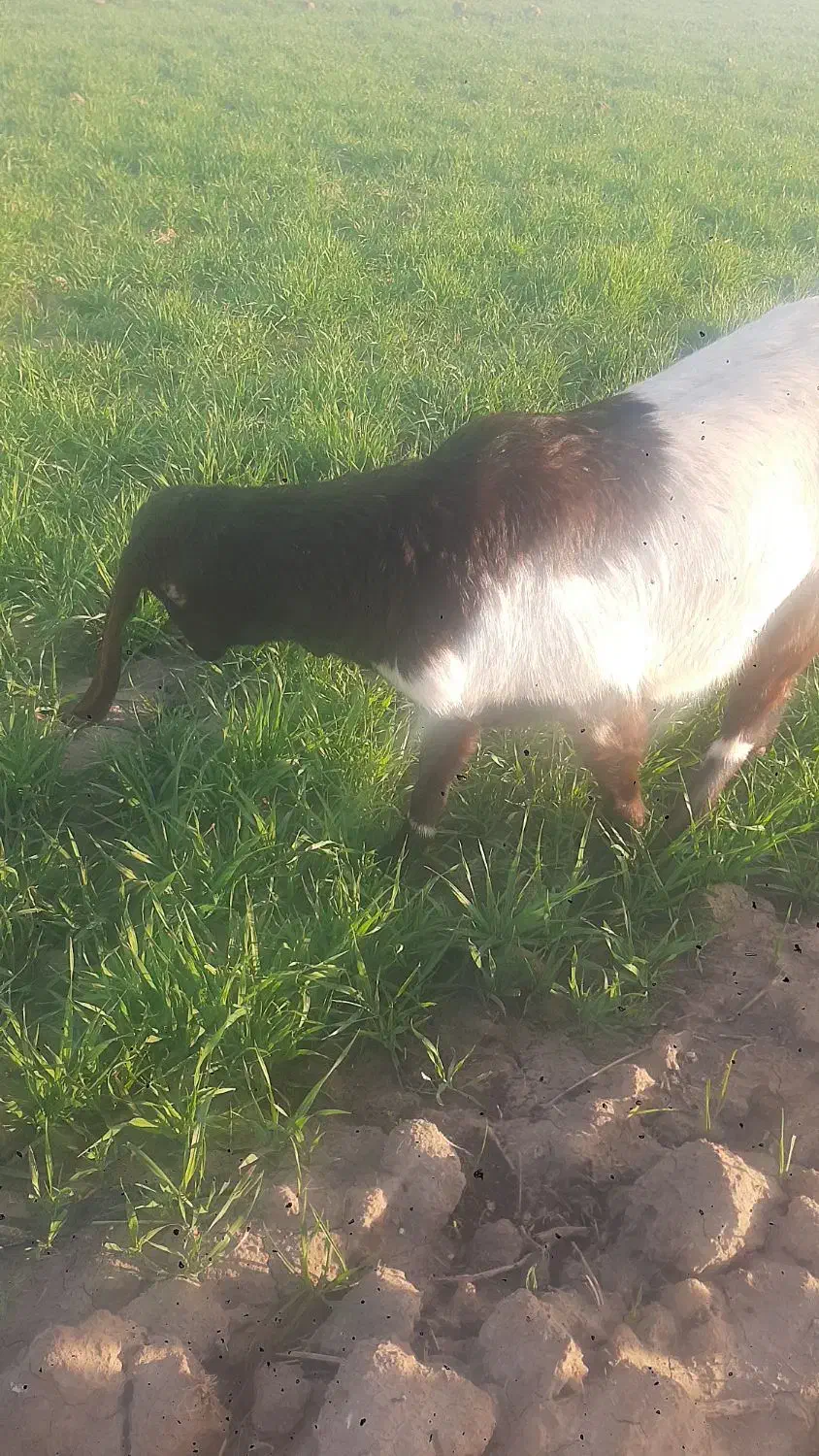 گوسفند|حیوانات مزرعه|سبزوار, چهارراه فرودگاه|دیوار