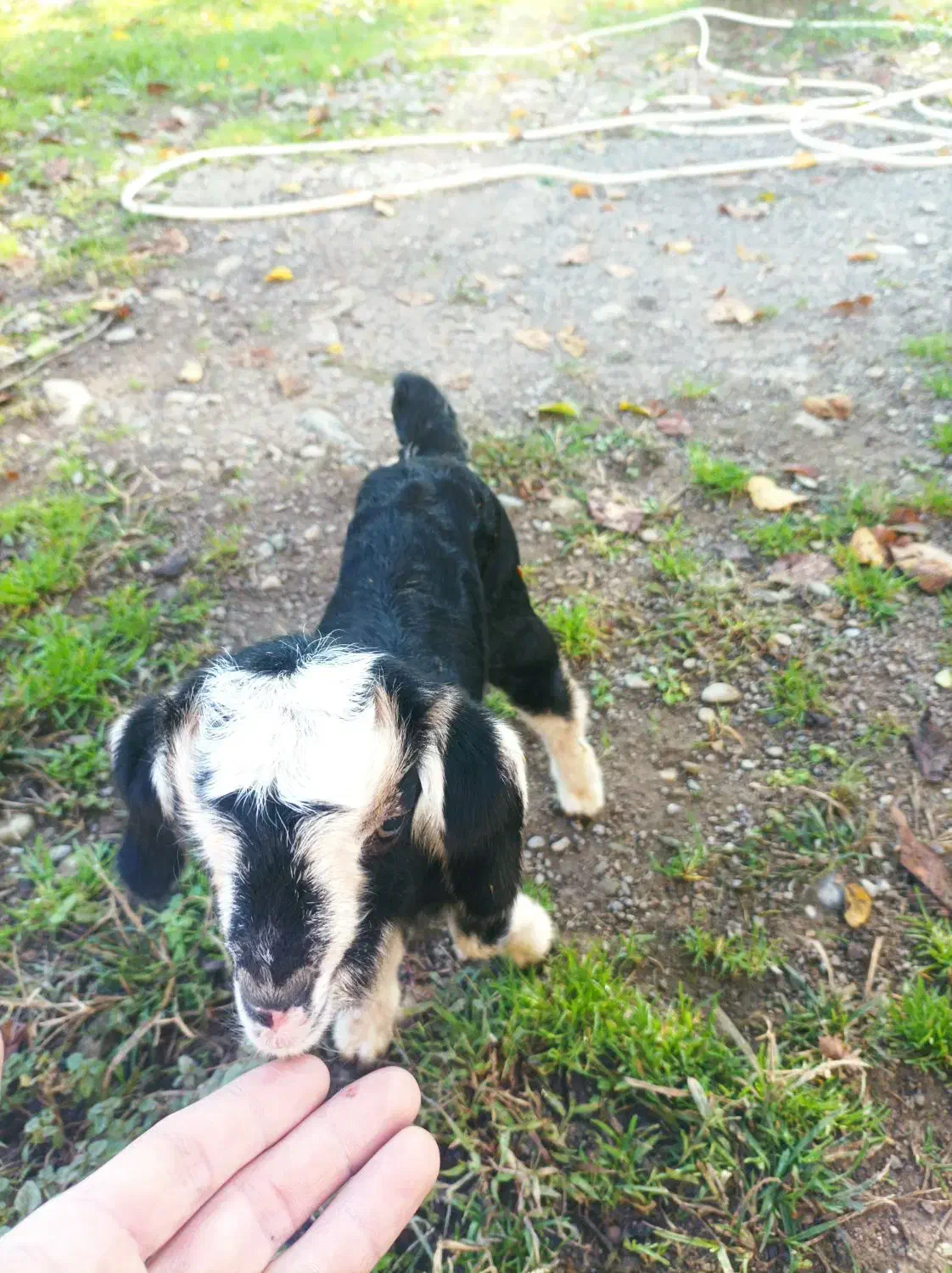 بزغاله بره بزشیرخوار|حیوانات مزرعه|ماکلوان, |دیوار