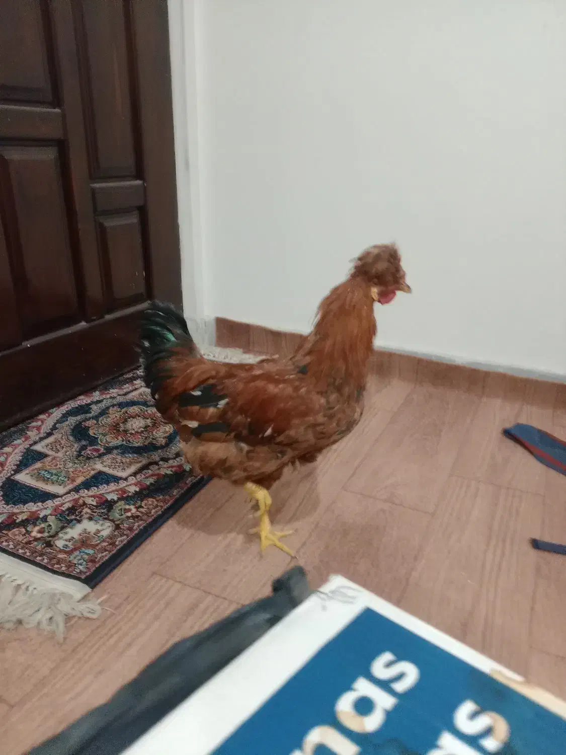 خروس|حیوانات مزرعه|تهران, شمیران‌نو|دیوار