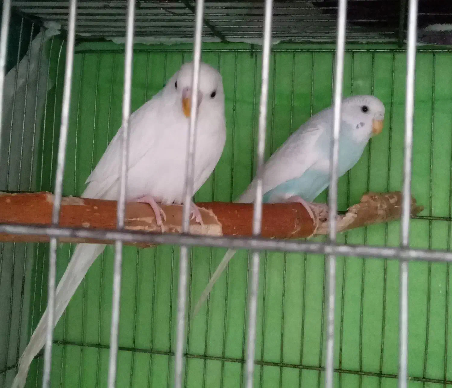 عروس مرغ عشق|پرنده|قائن, |دیوار