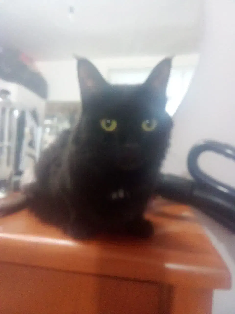 گربه پرشین و اسکاتیش|گربه|مشهد, شهرک مهرگان|دیوار