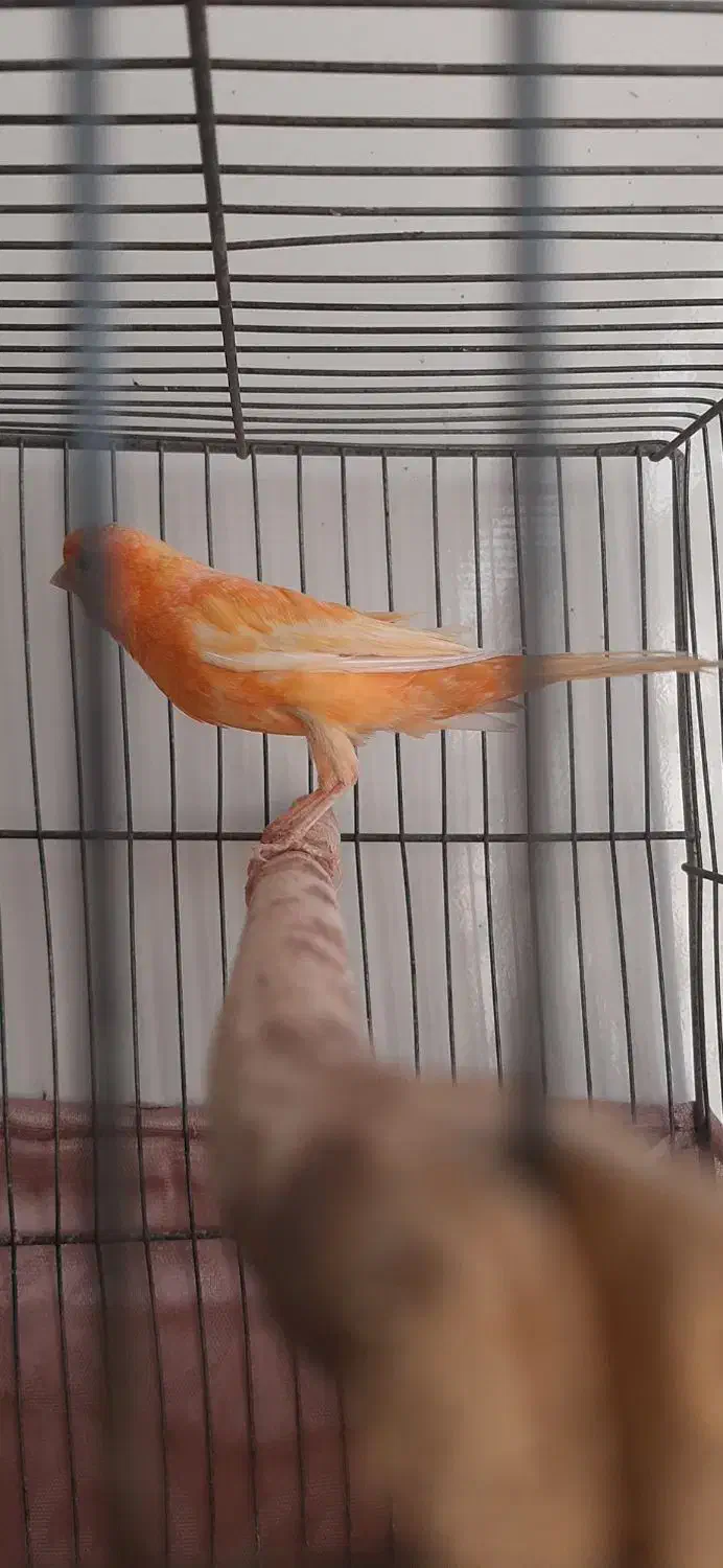 قناری|پرنده|شیراز, گویم|دیوار