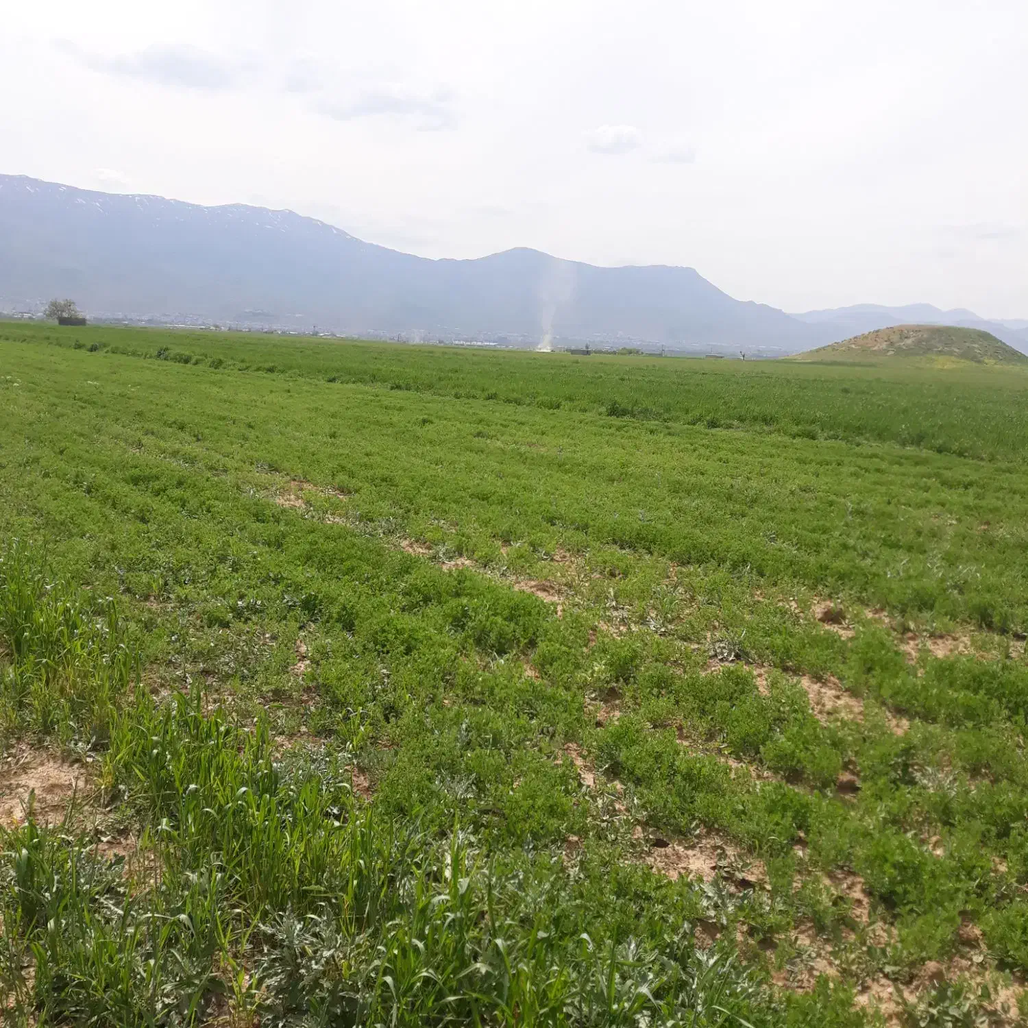 زمین کشاورزی رهن کامل|اجارهٔ دفتر صنعتی، کشاورزی، تجاری|دورود, |دیوار