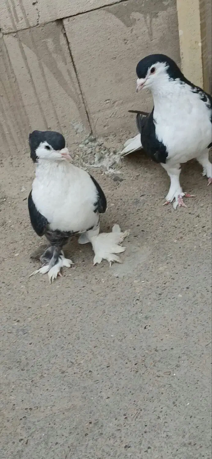 دوبال سیاه|پرنده|اندیمشک, |دیوار