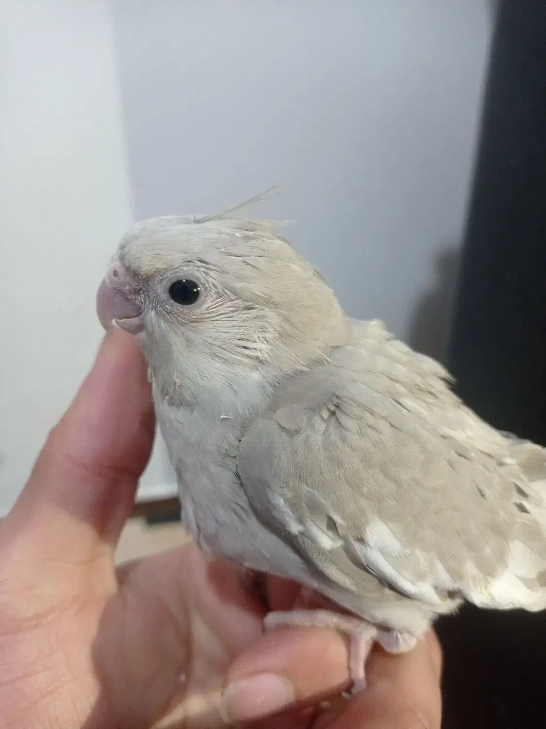 جوجه عروس هلندی|پرنده|قیدار, |دیوار