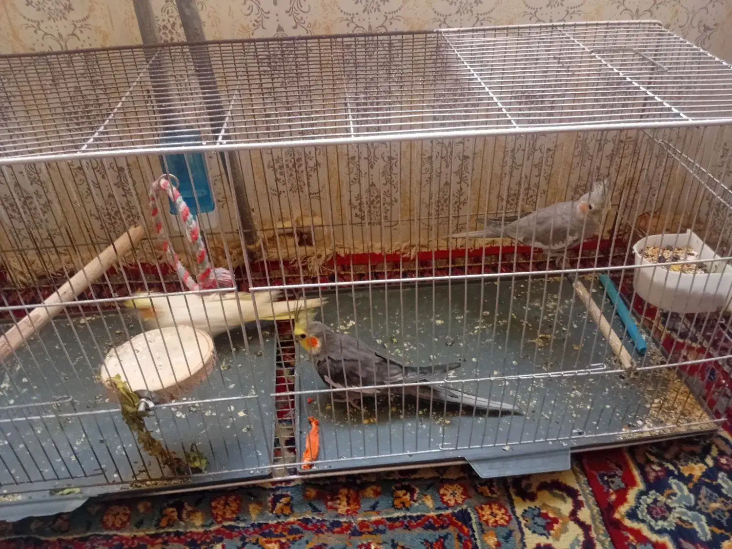 ۳ تا عروس هلندی سالم و باهوش و دستی|پرنده|سنقر, |دیوار