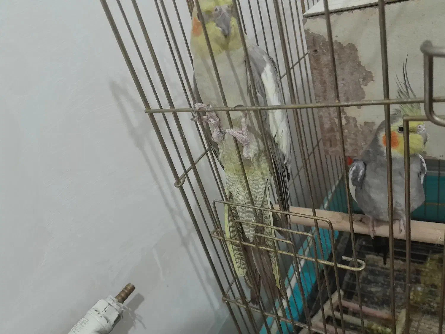 یک جفت عروس مولد با تخم|پرنده|نیشابور, شهید بهشتی|دیوار