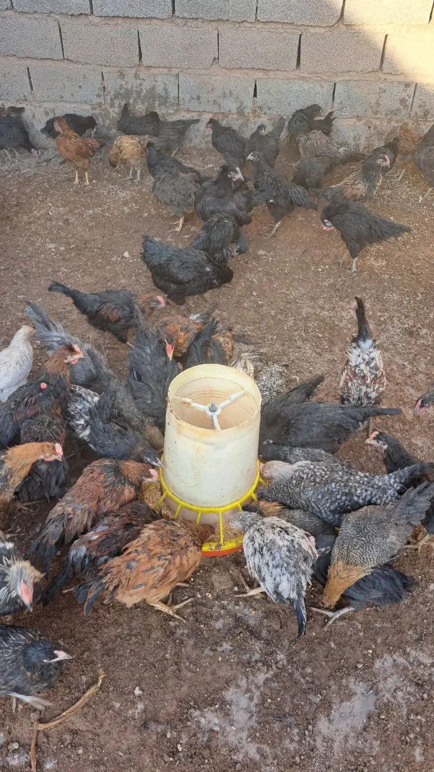 فروش جوجه خروس.محلی مرغ تخم گذار|حیوانات مزرعه|سیرجان, |دیوار