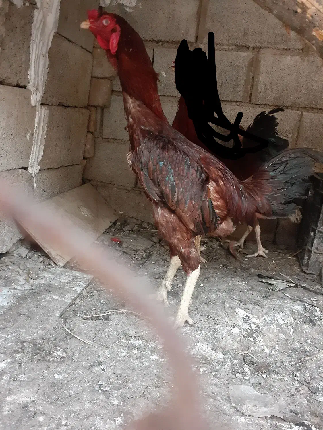 خروس لاری اصل کشیده بلند ویک عدد مرغ درحال کرچ|حیوانات مزرعه|گنبد کاووس, |دیوار