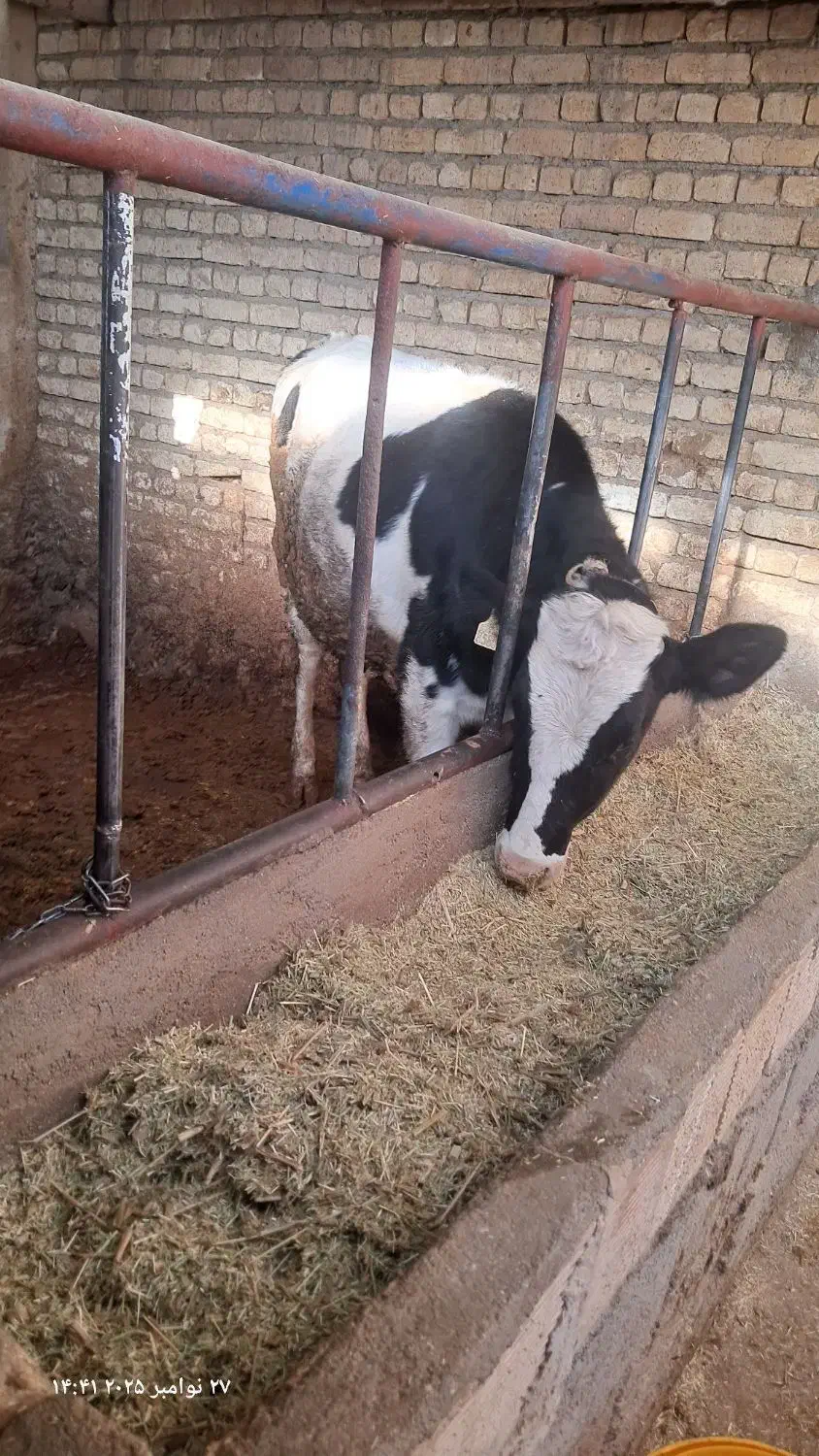 دو عدد گوساله ماده جنس عالی|حیوانات مزرعه|جونقان, |دیوار