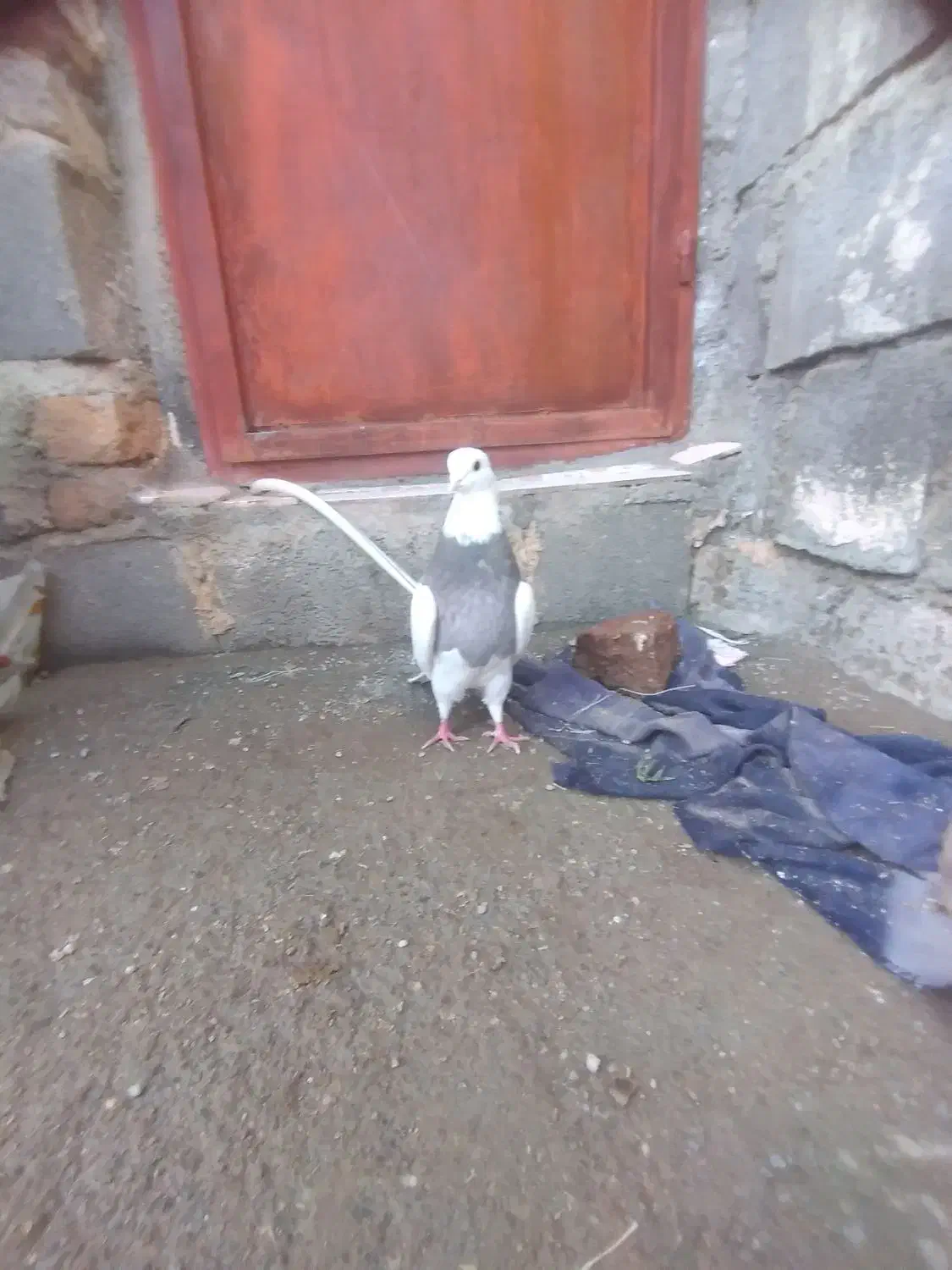 طوقیماده|پرنده|صحنه, |دیوار