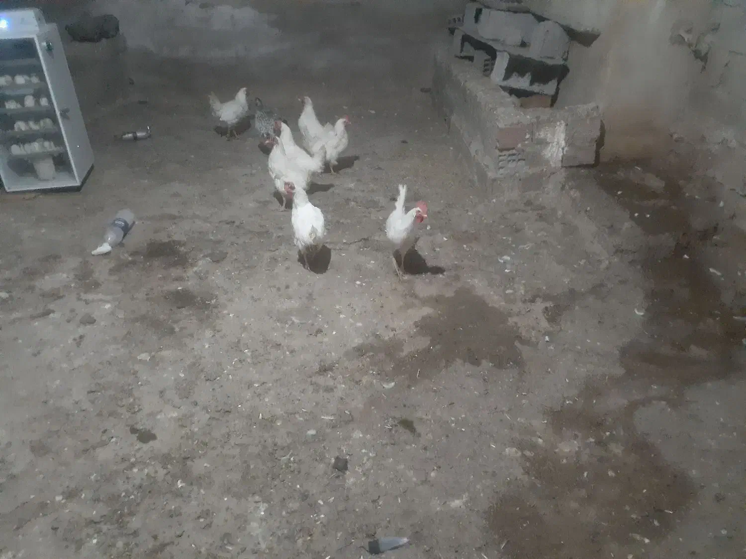 مرع سفید تخم گزار پنج عدد|حیوانات مزرعه|اردبیل, |دیوار