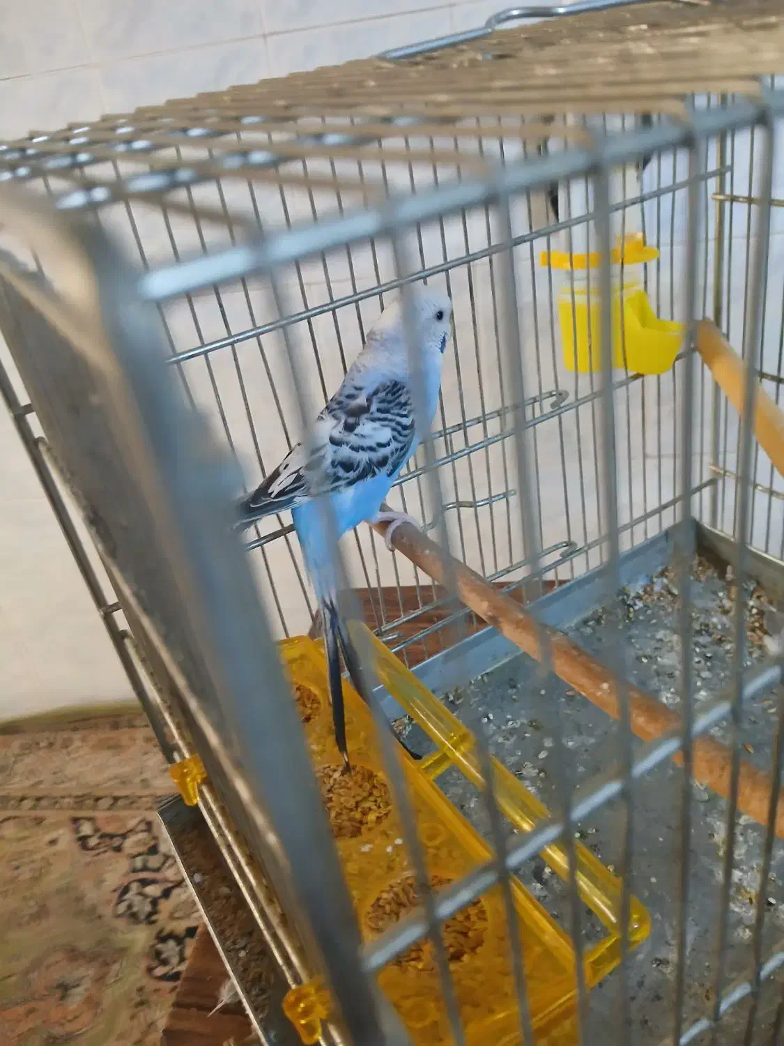 مرغ عشق نر|پرنده|تهران, بیسیم|دیوار