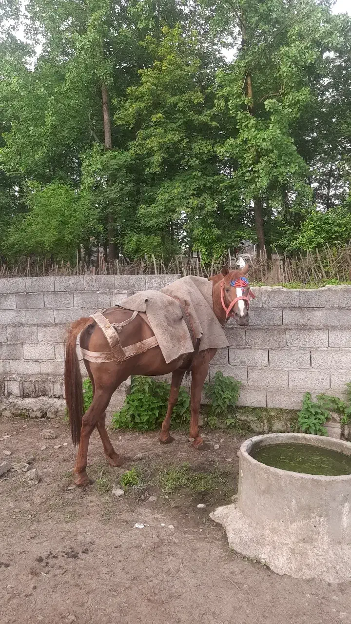 فروش فوری ..|اسب و تجهیزات اسبسواری|چمستان, |دیوار