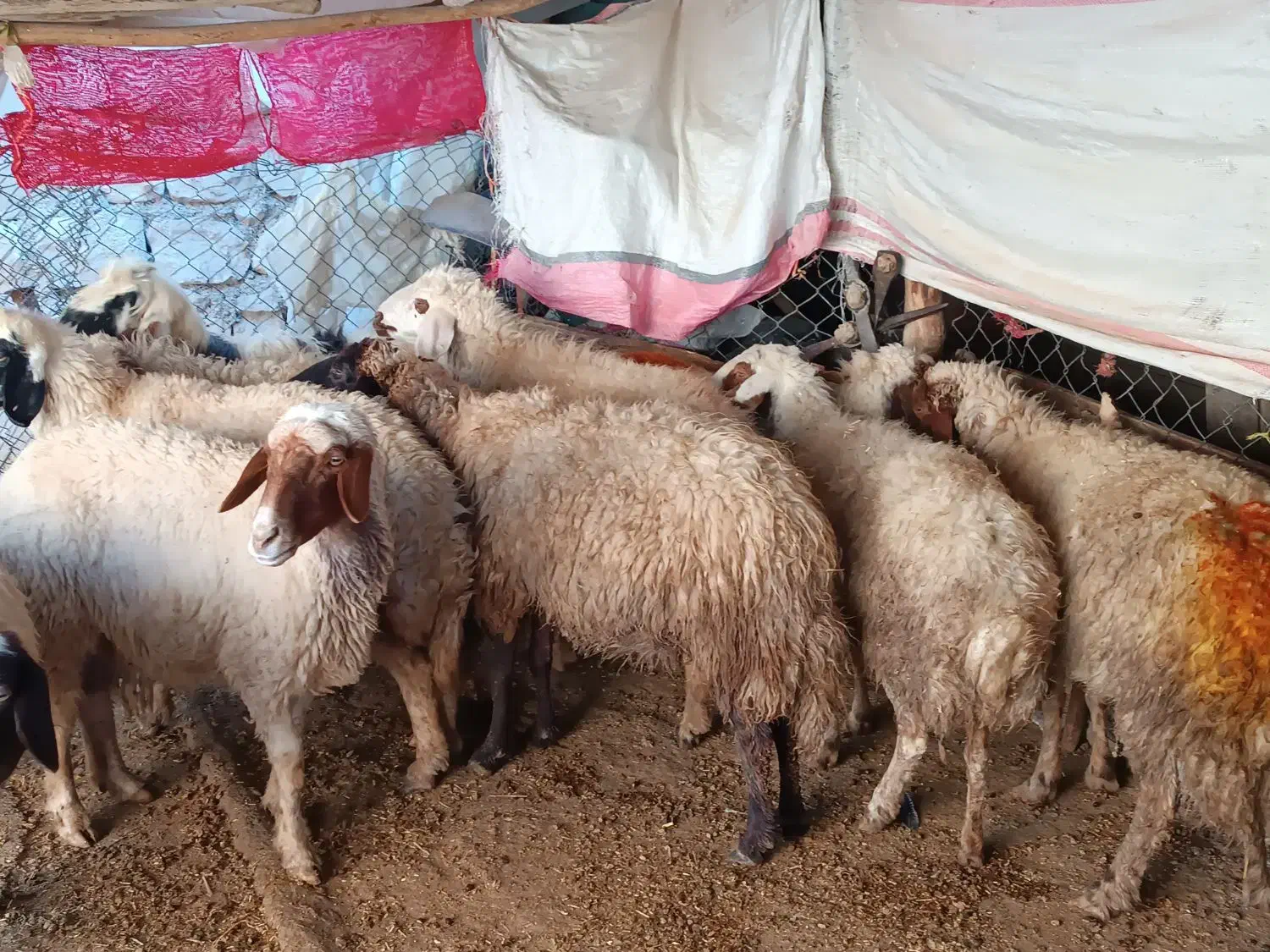 8میش جوان وآبستن|حیوانات مزرعه|سیوان, |دیوار