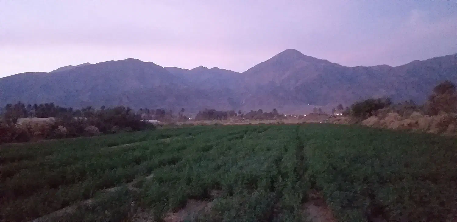 کاه یونجه و بذر|گل و گیاه طبیعی|چاه مرید, |دیوار