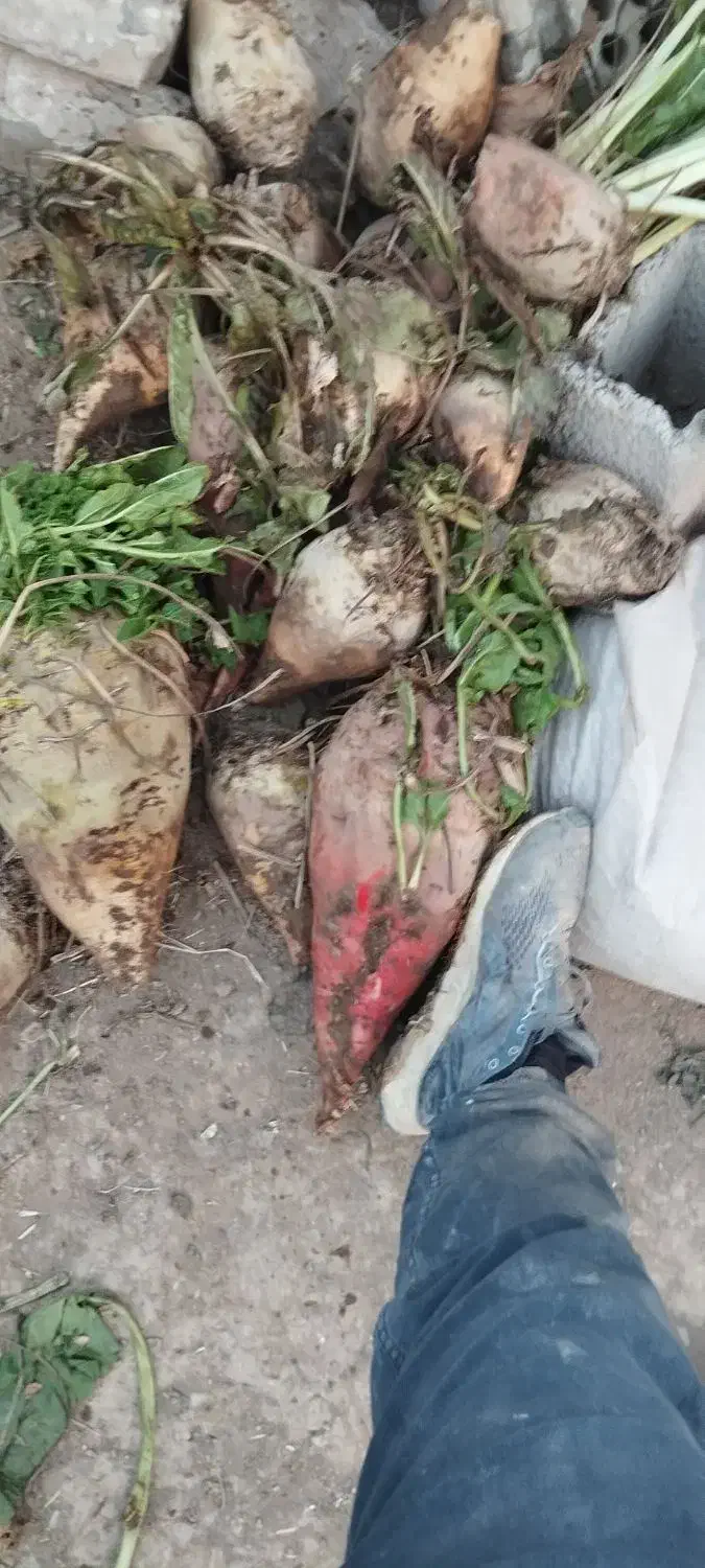 چغندر ،تفاله ،اذوقه|عمده‌فروشی|سبزوار, امیر کبیر|دیوار