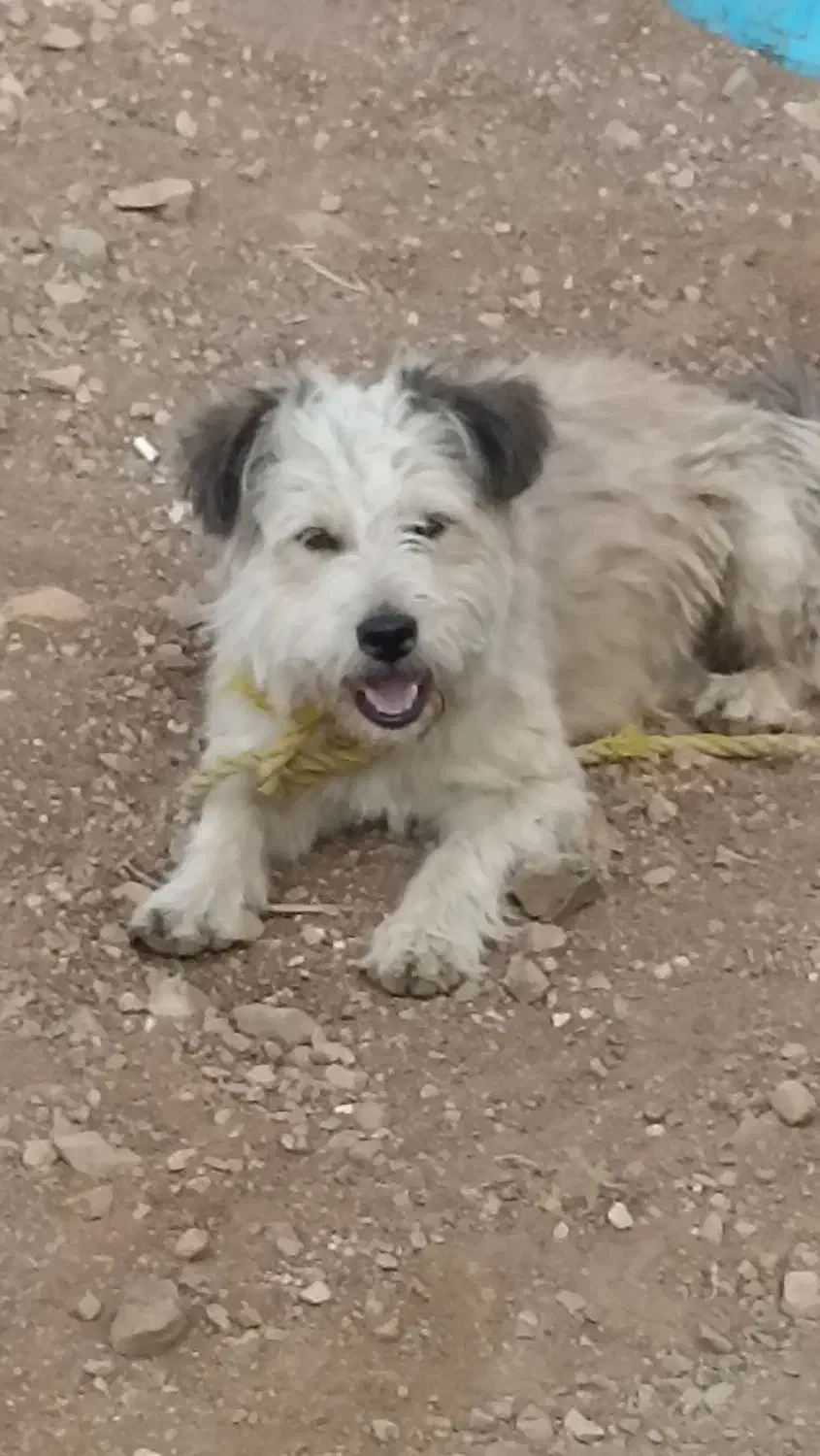 گمشده|حیوانات|سقز, |دیوار