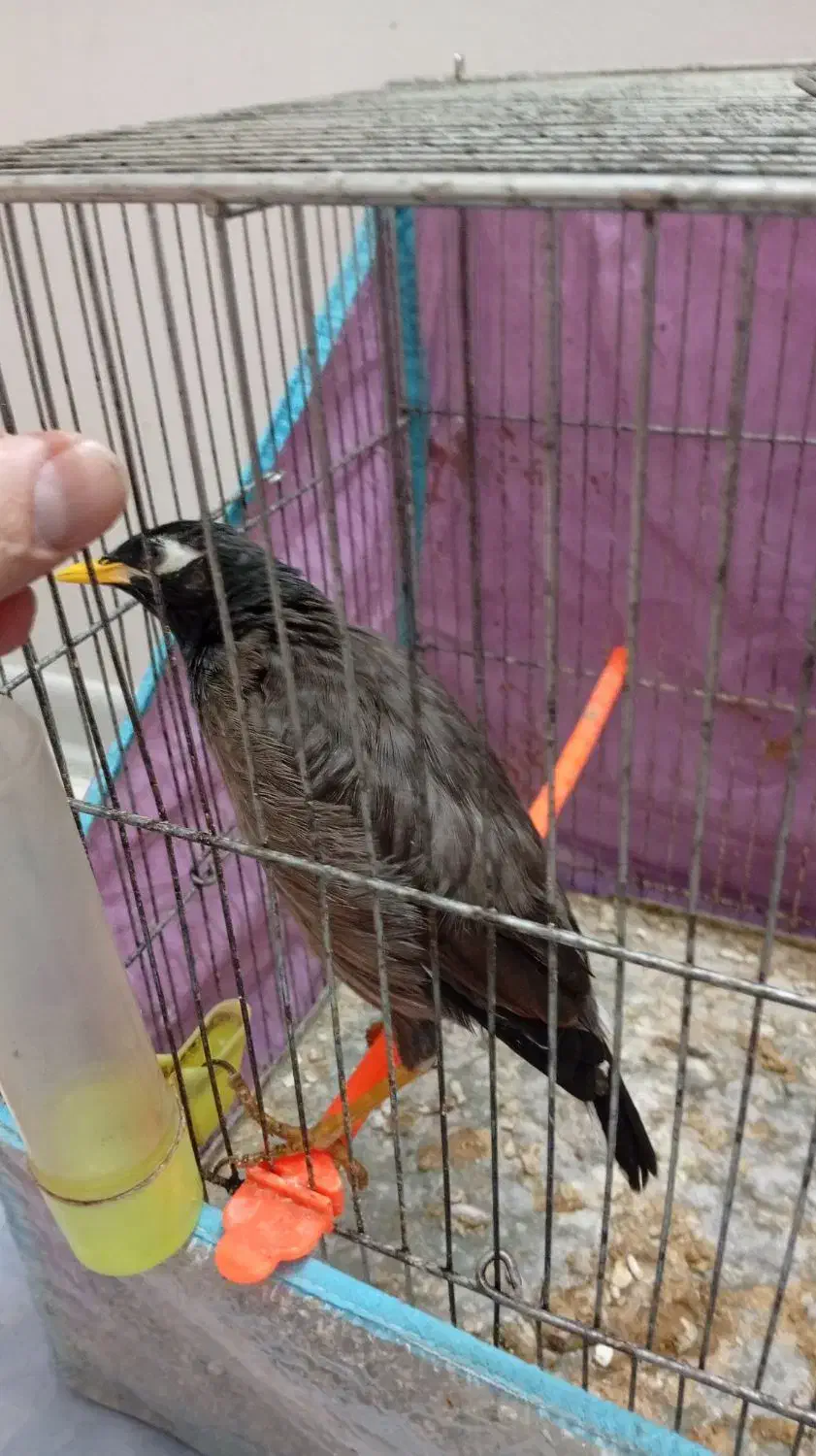 مینا دستی|پرنده|مشهد, امیریه|دیوار