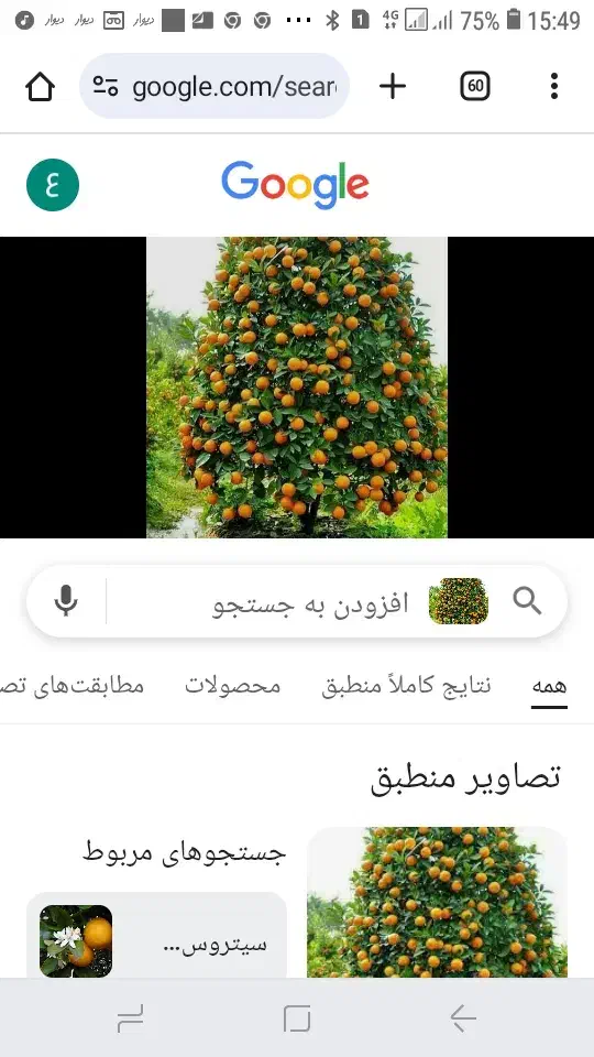 نارنج 25هزار|خوردنی و آشامیدنی|رشت, بیجارپس|دیوار