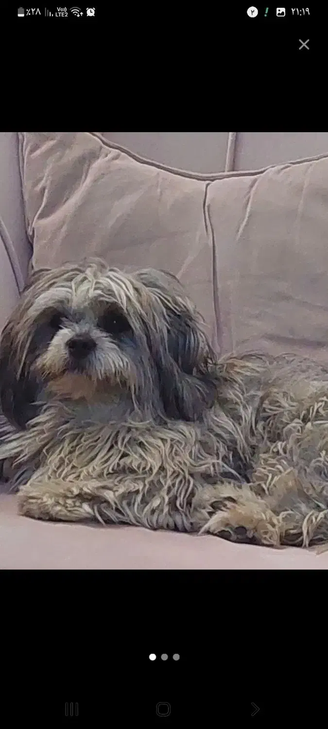 سگ گمشده|حیوانات|سهند, |دیوار