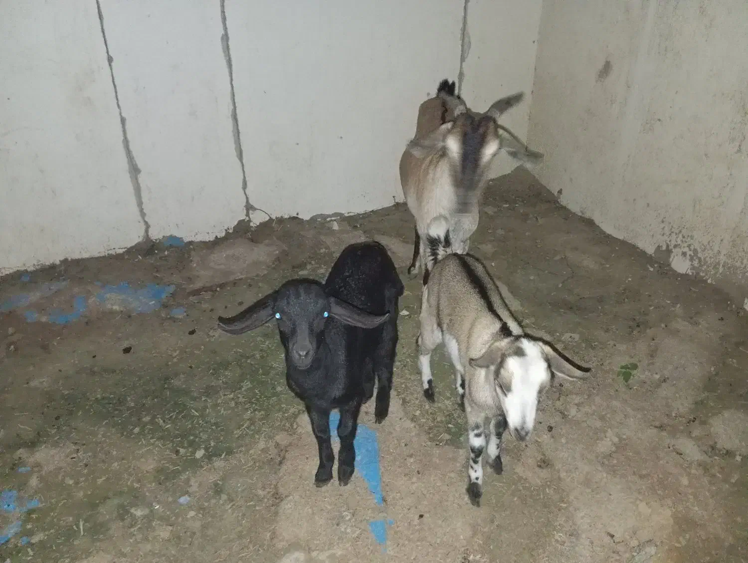 کهره جمولی|حیوانات مزرعه|قشم, |دیوار