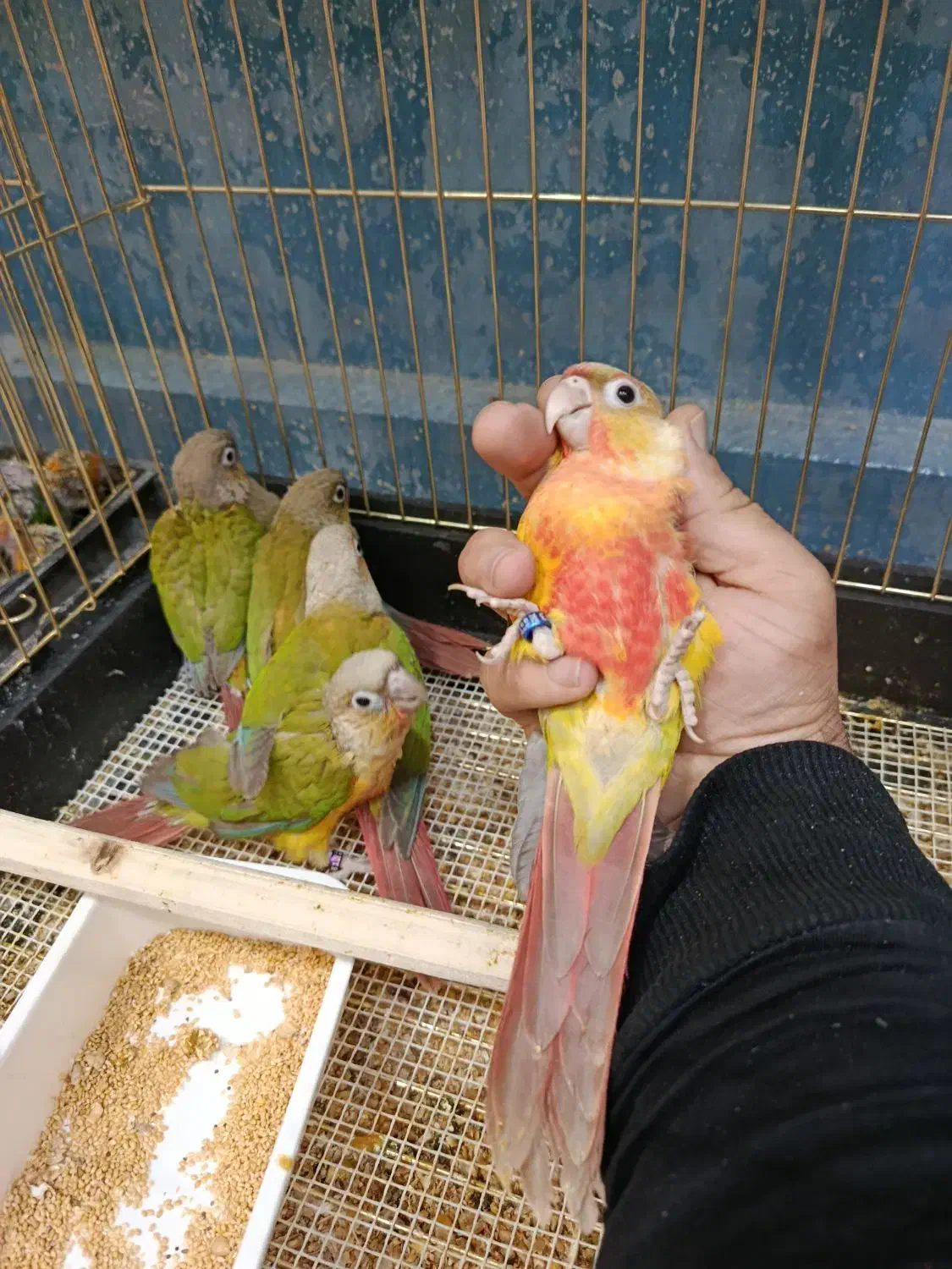 پرنده طوطی مینا قناری کاسکو|پرنده|گلبهار, شهر جدید گلبهار|دیوار