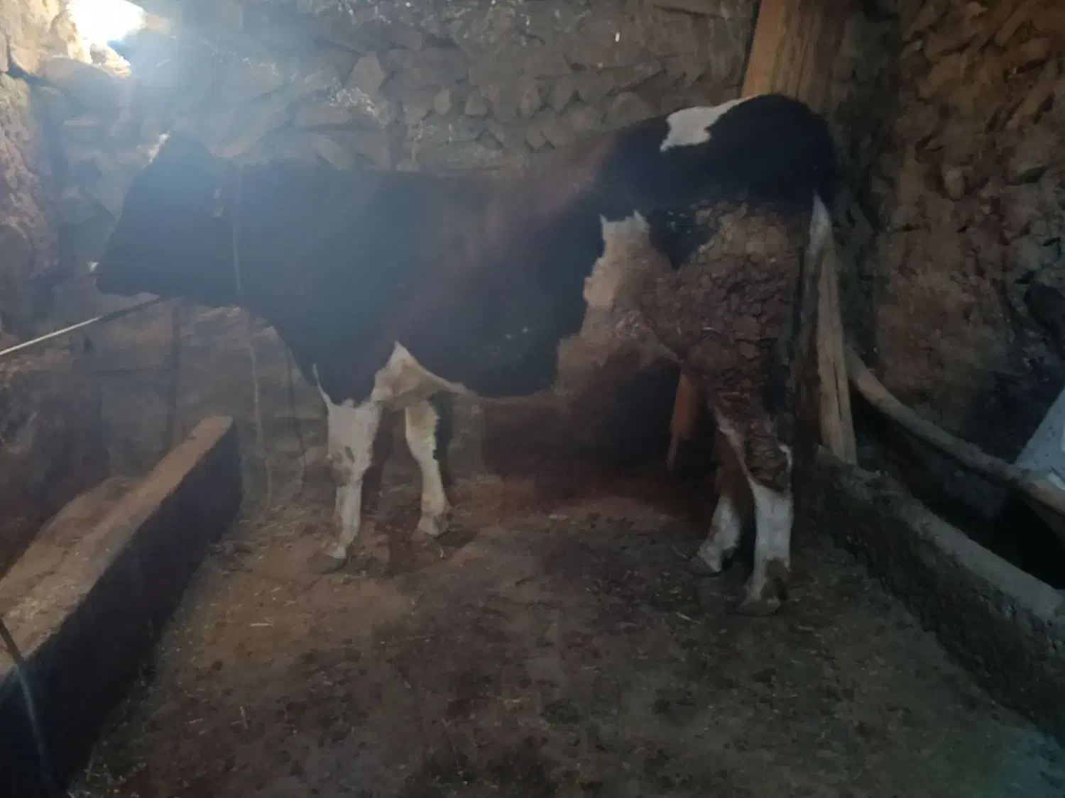 گوساله درجه یک نر|حیوانات مزرعه|تیکمه داش, |دیوار