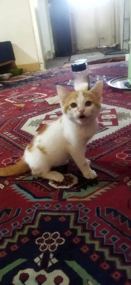 واگذاری بچه گربه|گربه|شیراز, جانبازان|دیوار