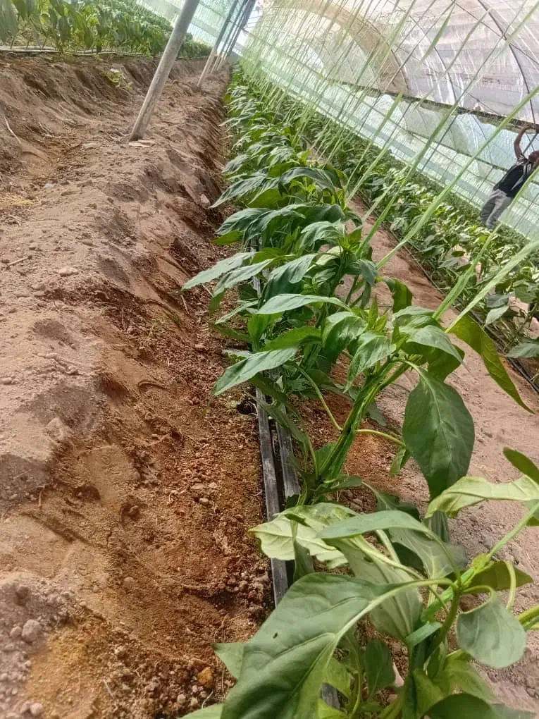 انجام خدمات گلخانه ،کاشت تا برداشت، نخ بندی سرپیچ|خدمات باغبانی و درختکاری|جیرفت, |دیوار