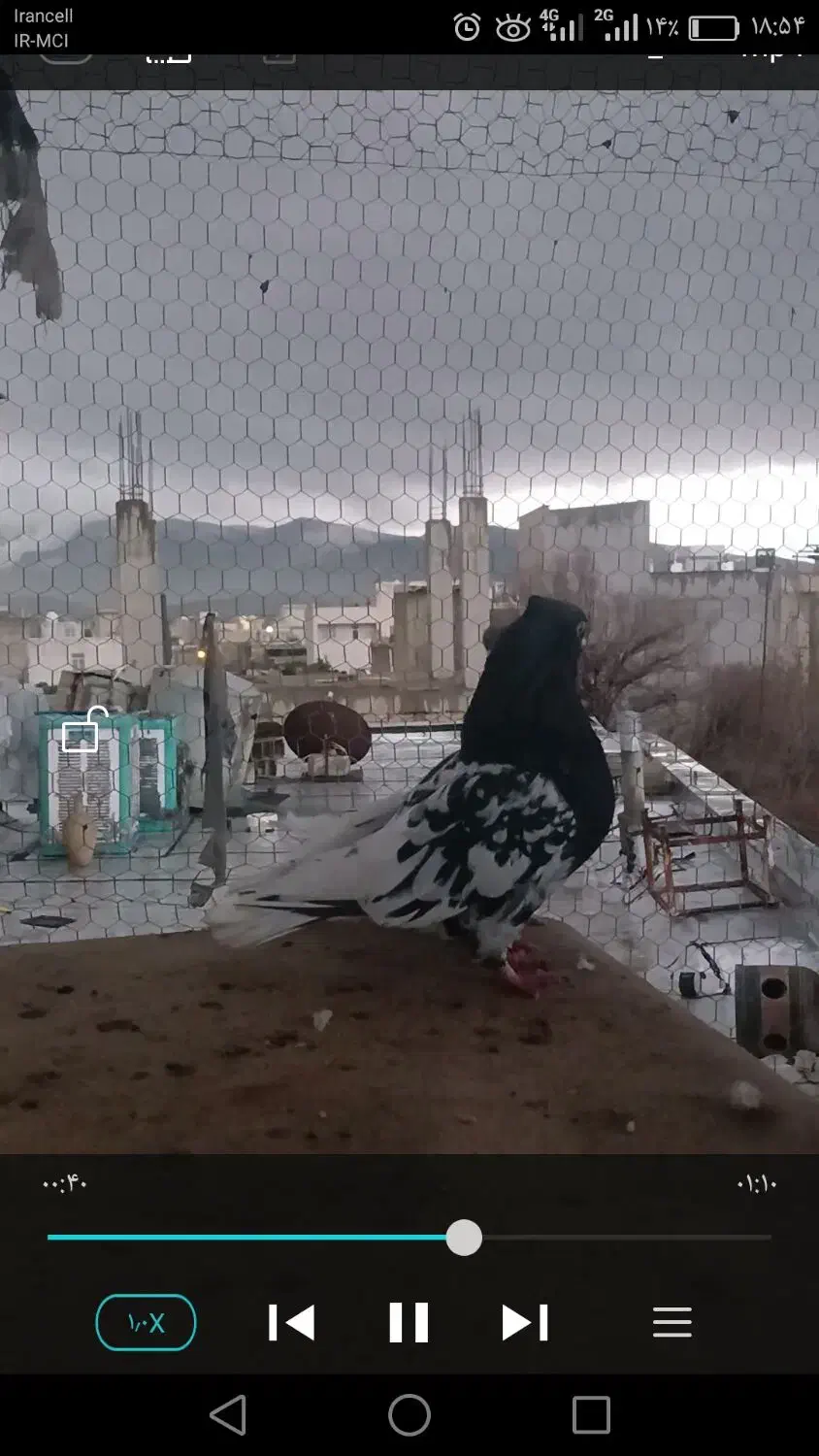 کفتر|پرنده|شیراز, گلشن|دیوار