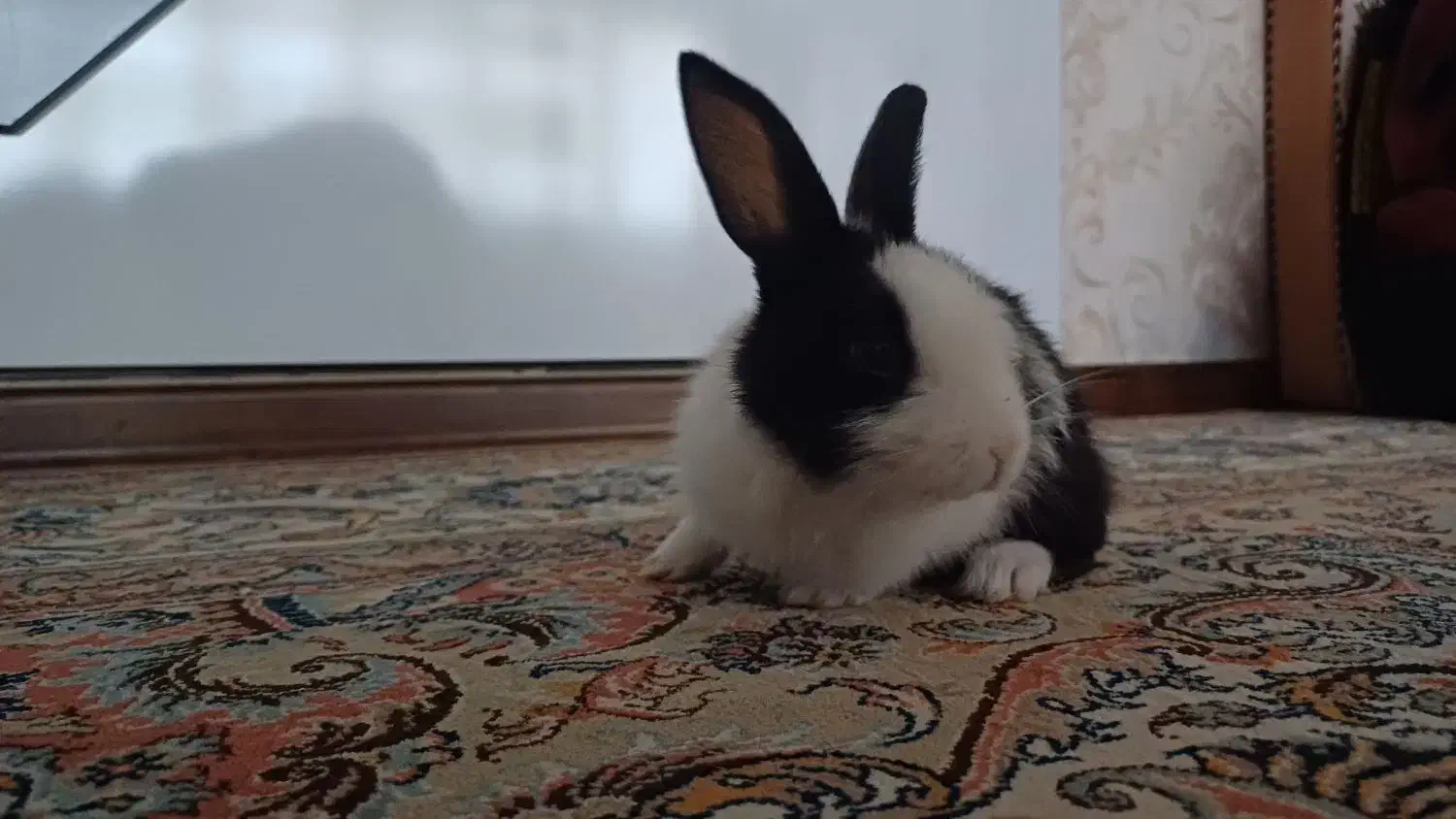 خرگوش|موش و خرگوش|تبریز, |دیوار