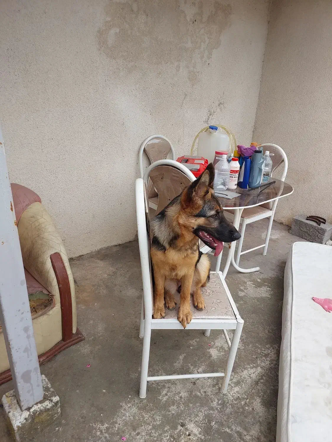 سگ ژرمن کاری|سگ|بندر انزلی, معلم|دیوار