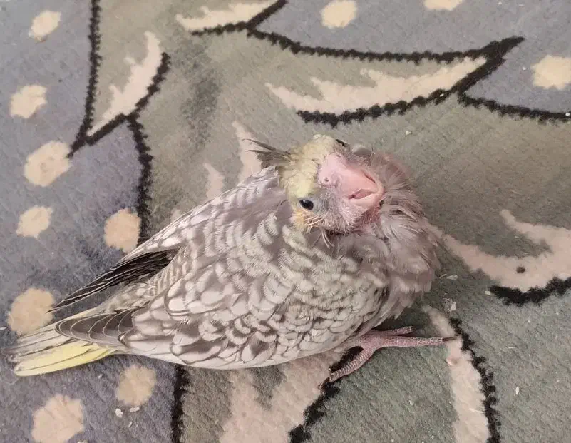 عروس هلندی مولد کار داده|پرنده|آبیک, |دیوار