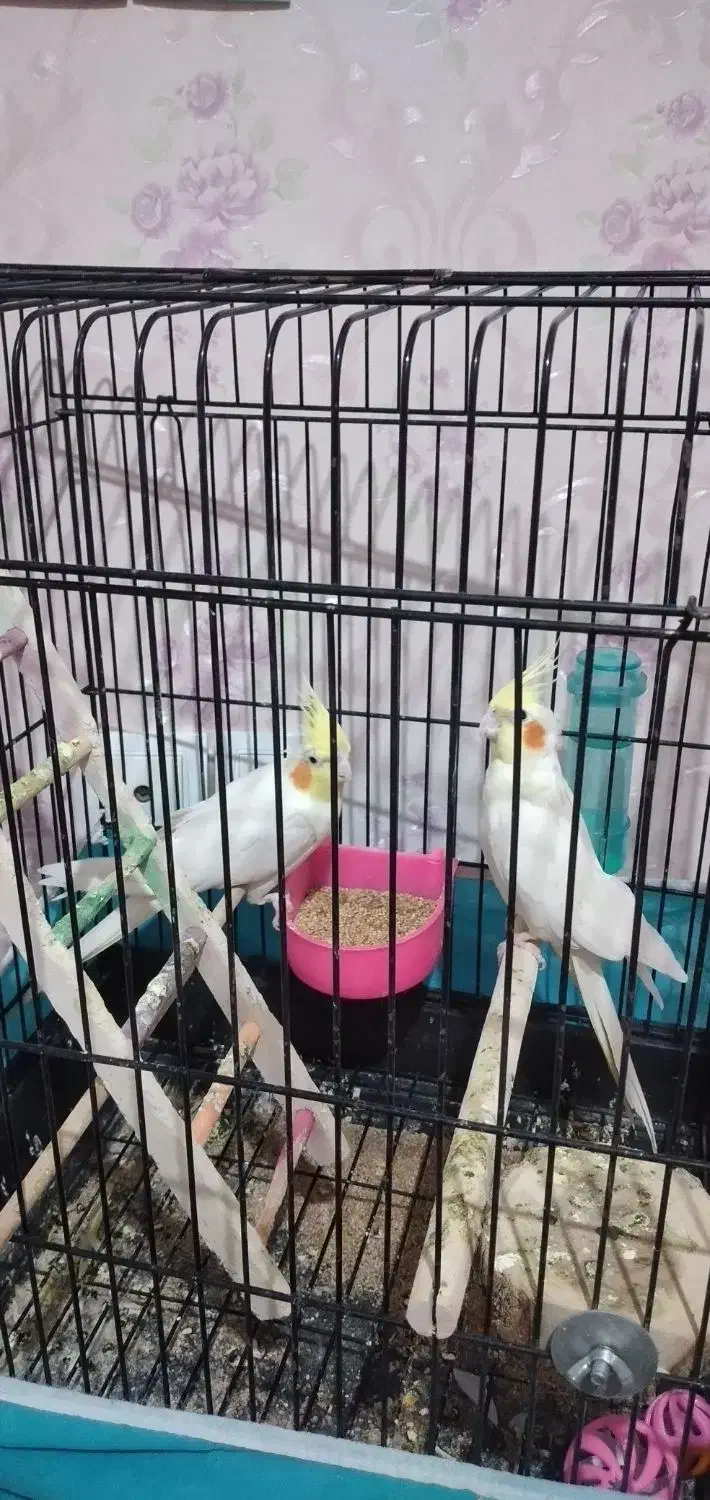 دوعددعروس هلندی|پرنده|سبزوار, پیام|دیوار